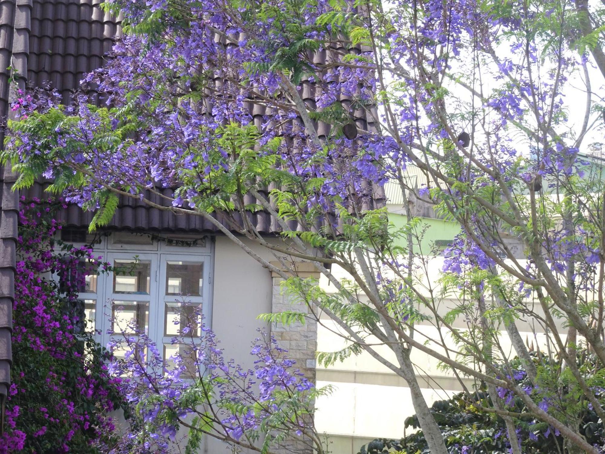 Mento Villa ดาลัด ภายนอก รูปภาพ