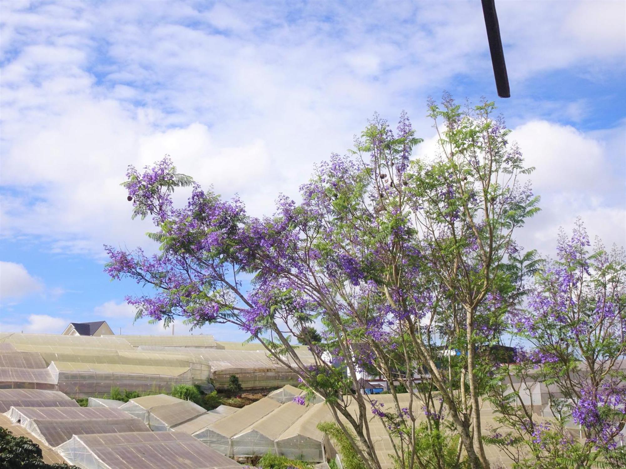 Mento Villa ดาลัด ภายนอก รูปภาพ